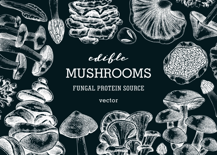Mushrooms banner on chalkboard. Artistic autumn forest plant frame. Fall background with edible fungi sketches. Hand drawn healthy food, fungal protein, stalks, and caps in vintage style